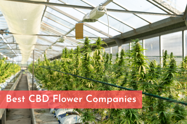 Best CBD Flower Companies