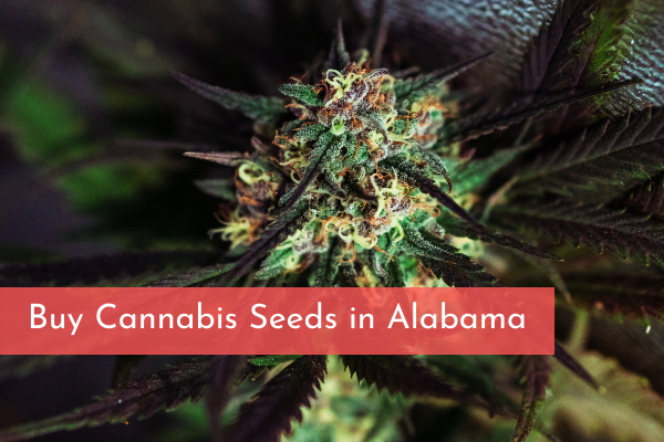 Buy Cannabis Seeds in Alabama