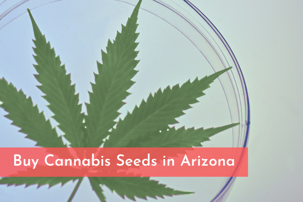 Buy Cannabis Seeds in Arizona