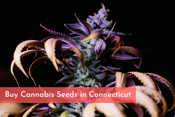 Buy Cannabis Seeds in Connecticut
