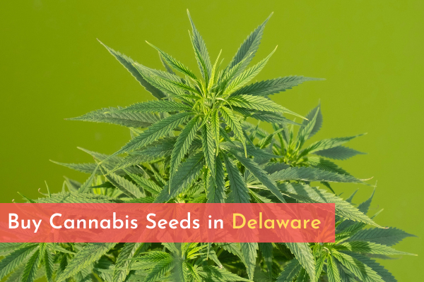 Buy Cannabis Seeds in Delaware