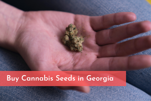 Buy Cannabis Seeds in Georgia usa