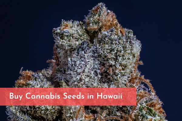 Buy Cannabis Seeds in Hawaii