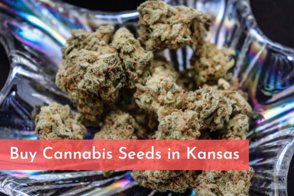 Buy Cannabis Seeds in Kansas