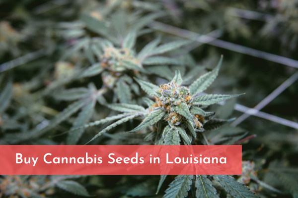 Buy Cannabis Seeds in Louisiana