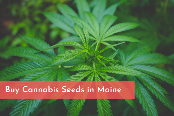 Buy Cannabis Seeds in Maine