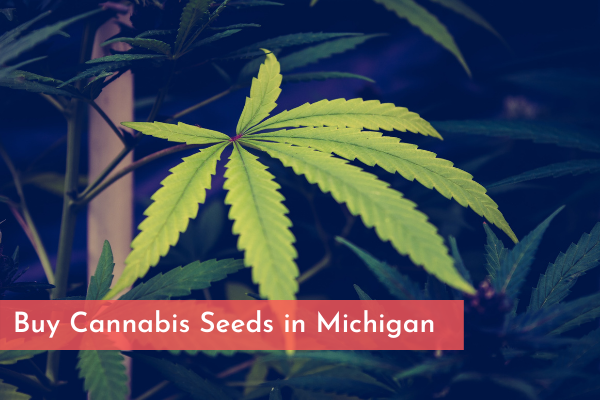 Buy Cannabis Seeds in Michigan