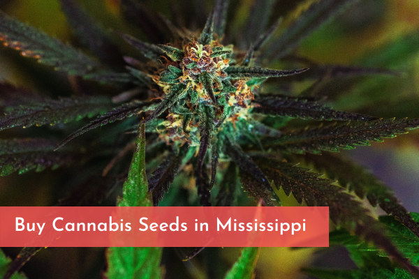 Buy Cannabis Seeds in Mississippi