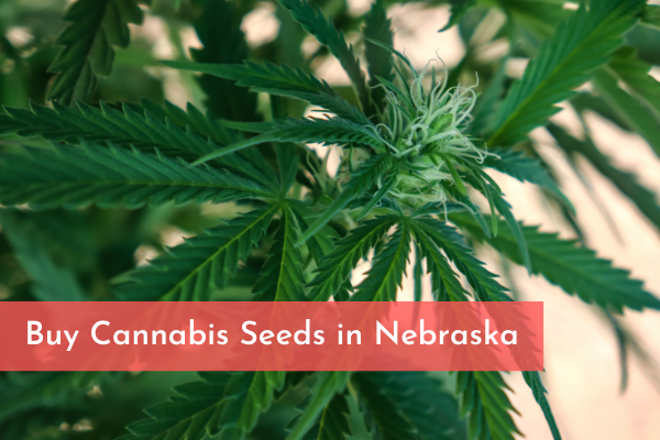 Buy Cannabis Seeds in Nebraska
