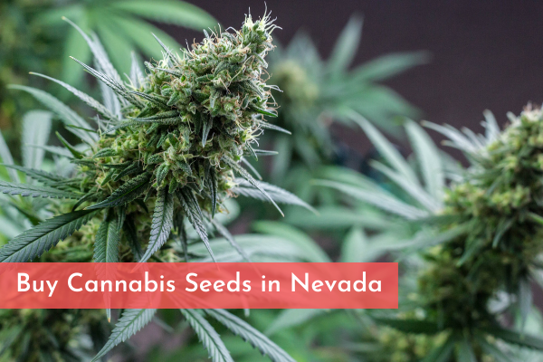 Buy Cannabis Seeds in Nevada